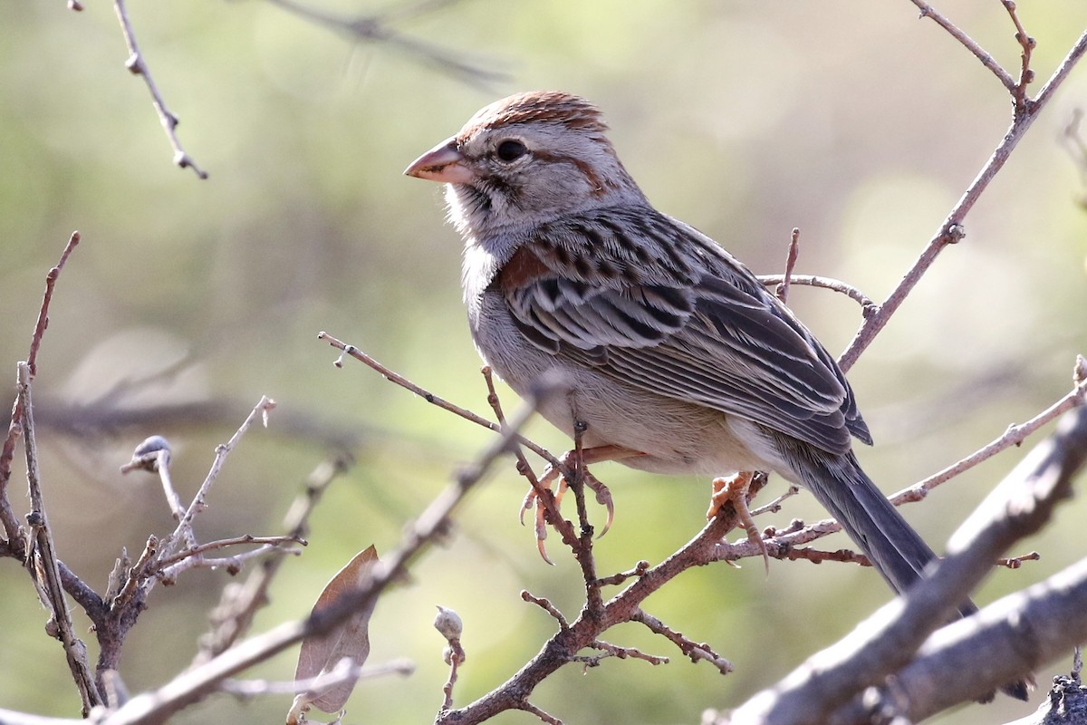 Rufous-winged Sparrow - Lindsay Story