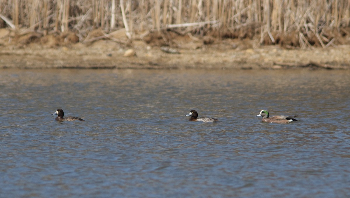 Greater Scaup - ML51826961