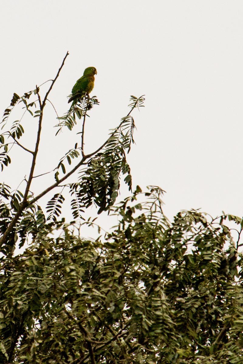 Olive-throated Parakeet - ML518270241