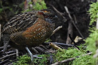 Spotted Wood-Quail, ML518273091