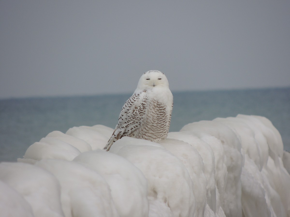 Snowy Owl - ML51827441