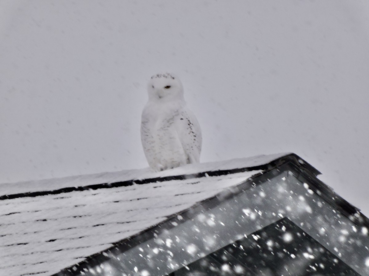 Snowy Owl - ML518274501