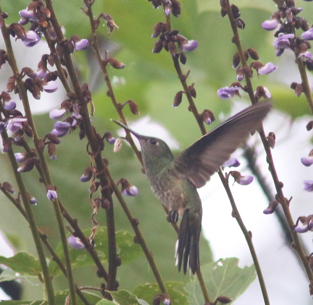 Scaly-breasted Hummingbird (Robert's) - ML518274541