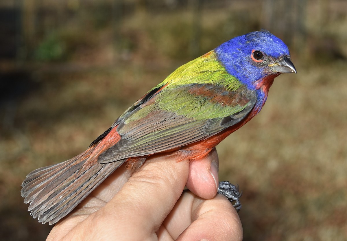 Painted Bunting - ML518282421