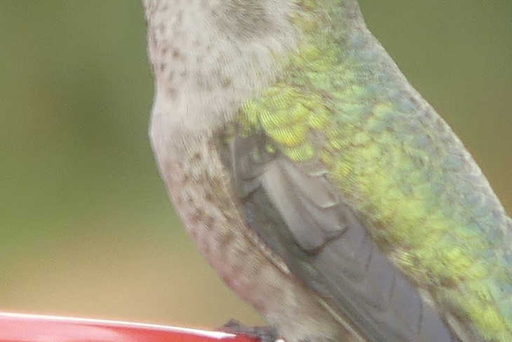 hummingbird sp. - ML518285031