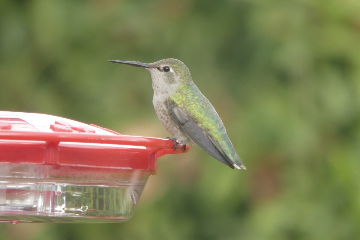 hummingbird sp. - ML518285081