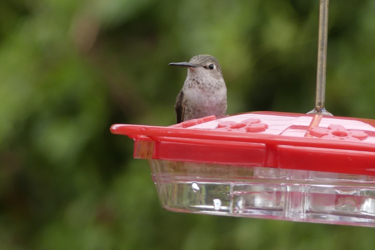 hummingbird sp. - ML518285091