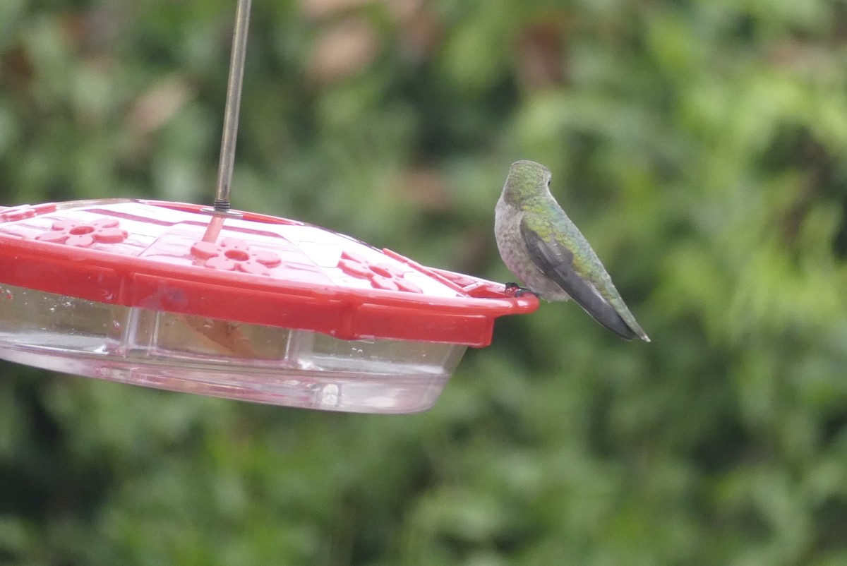 hummingbird sp. - ML518285101