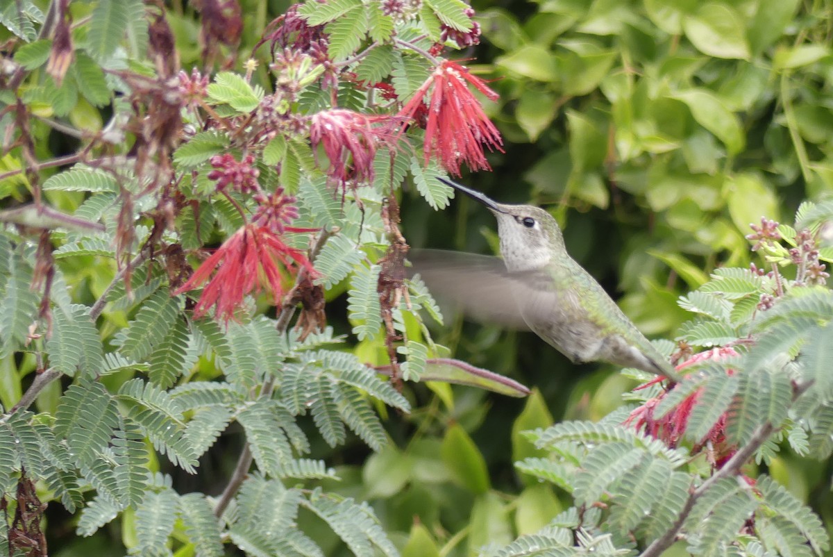 ub. kolibri (Trochilidae sp.) - ML518285111