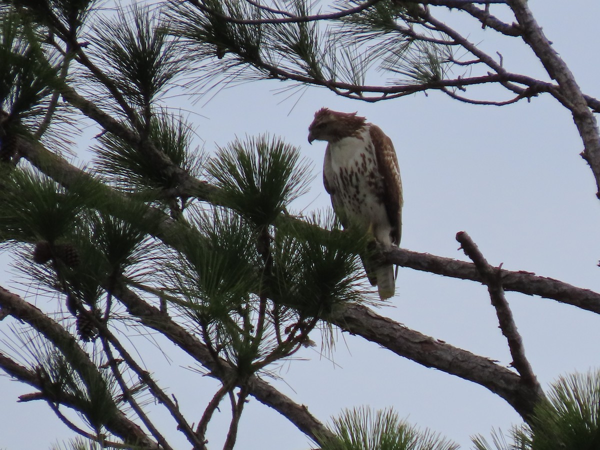 Red-tailed Hawk - ML518286701