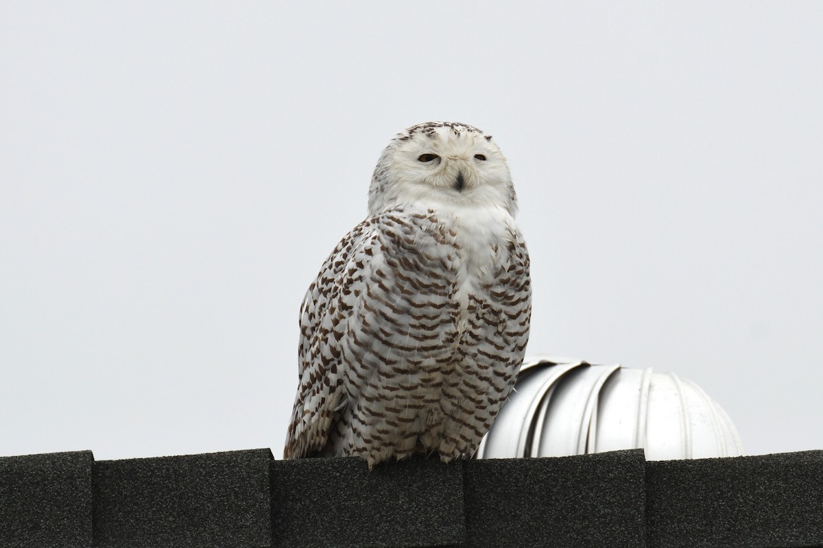 Snowy Owl - ML518292121