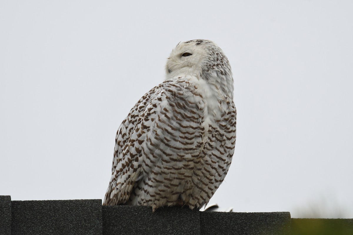 Snowy Owl - ML518292251