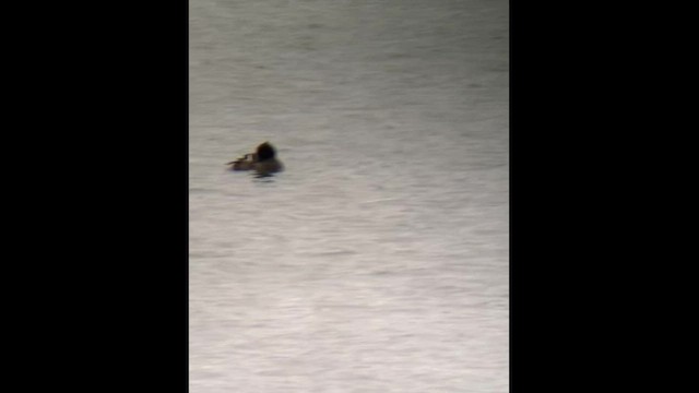 Tufted Duck - ML518292311
