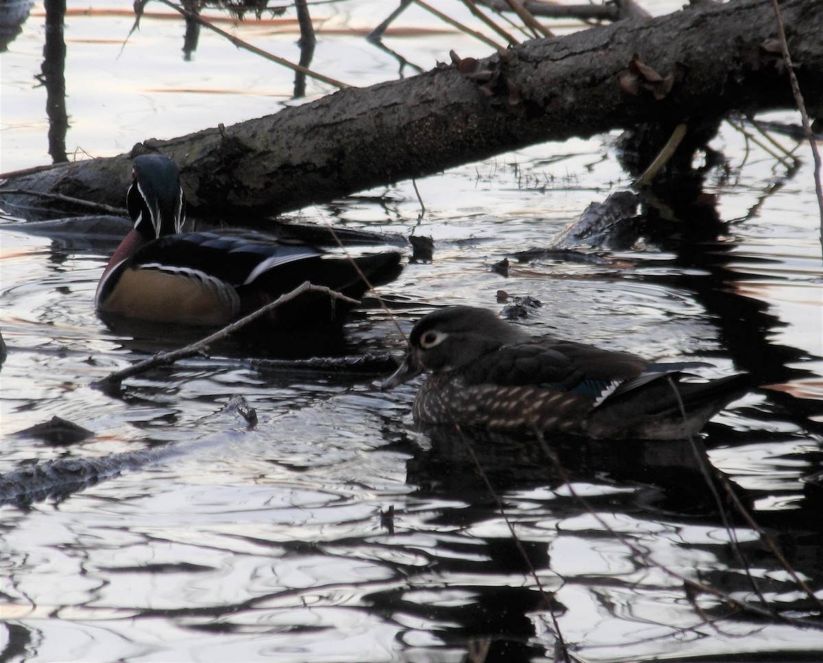 New York Breeding Bird Atlas Checklist - 30 Dec 2022 - Alley Pond Park ...