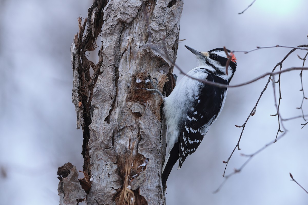 Hairy Woodpecker - ML518303651