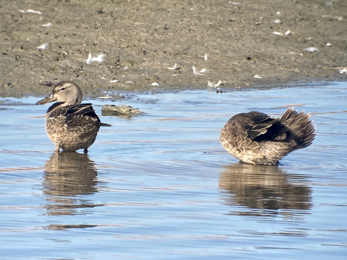 Blue-winged Teal - ML518305241