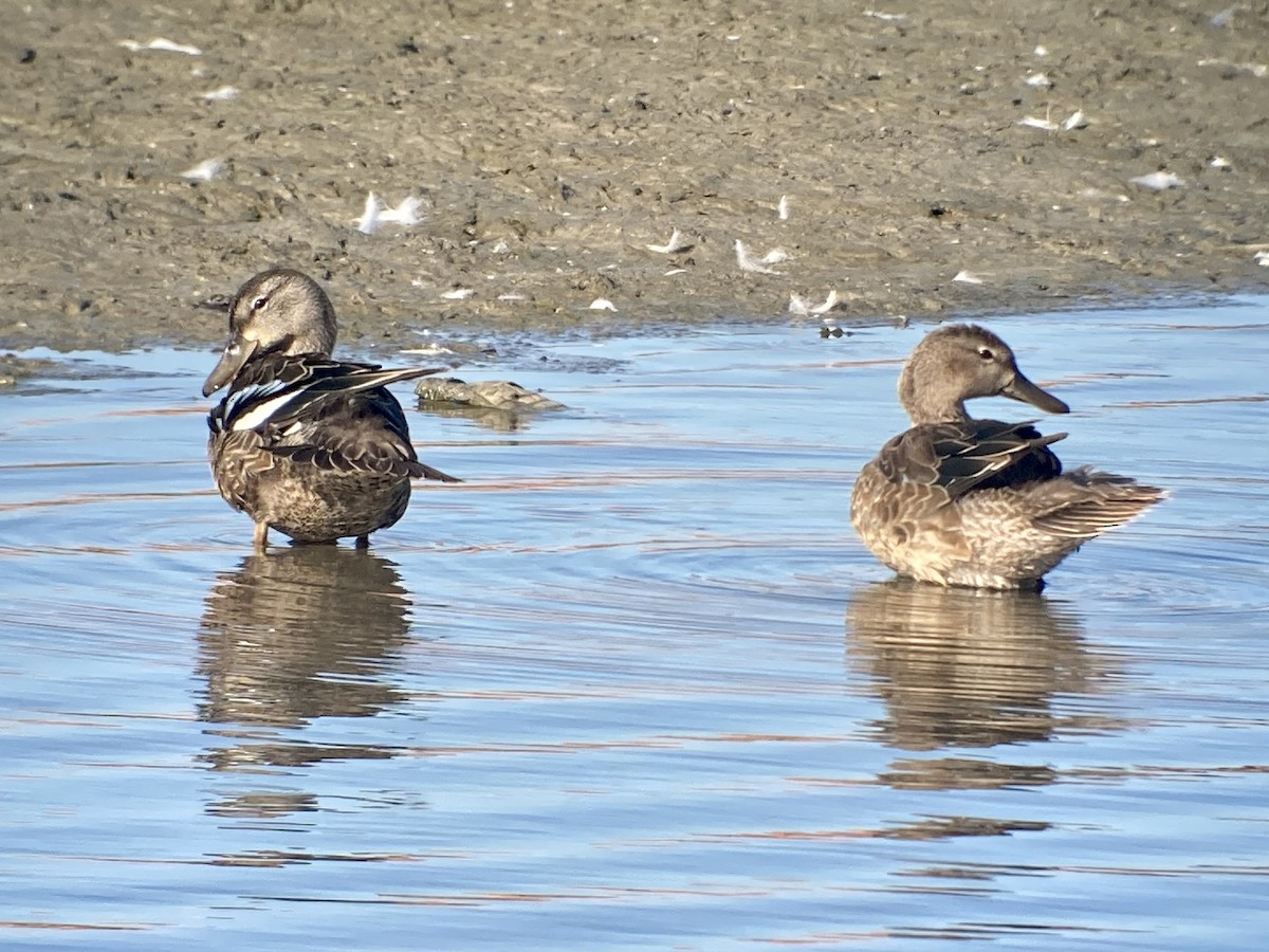 Blue-winged Teal - ML518305261
