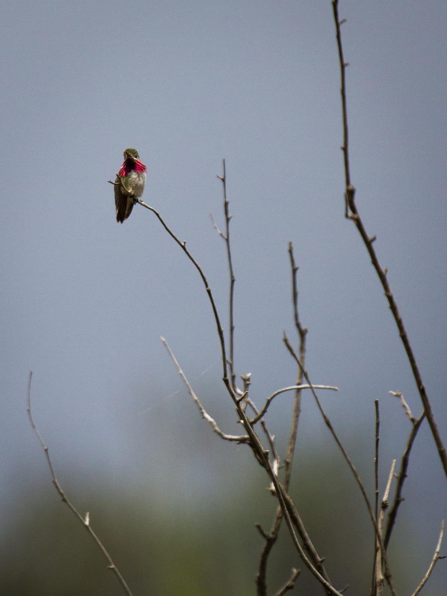 Calliope Hummingbird - ML518305851