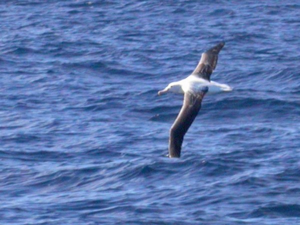 Southern Royal Albatross - Mat Gilfedder