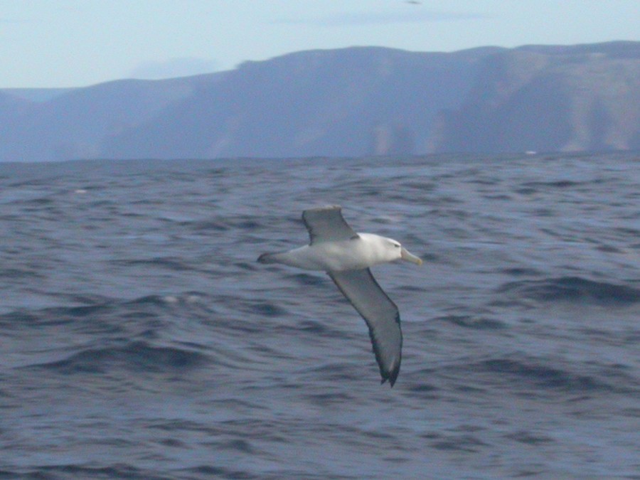 White-capped Albatross - Mat Gilfedder