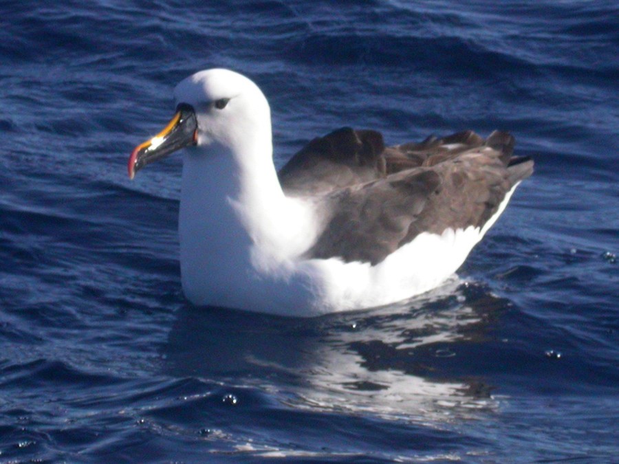 Indian Yellow-nosed Albatross - ML51831011