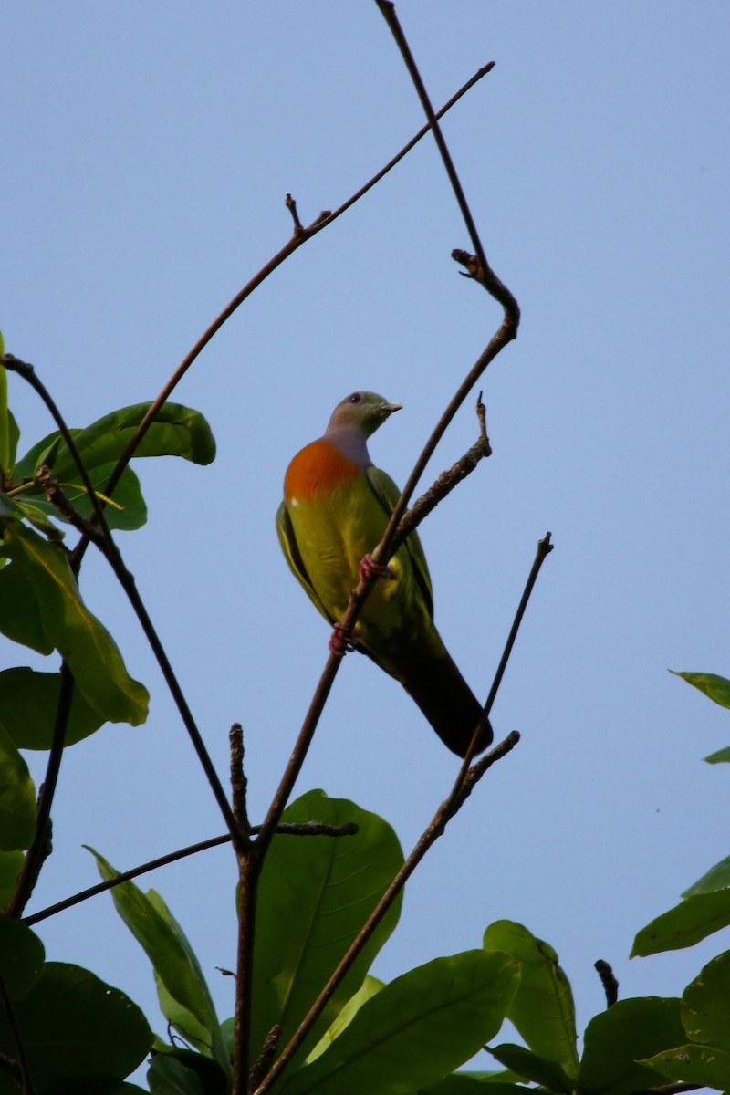 Pink-necked Green-Pigeon - ML518314401