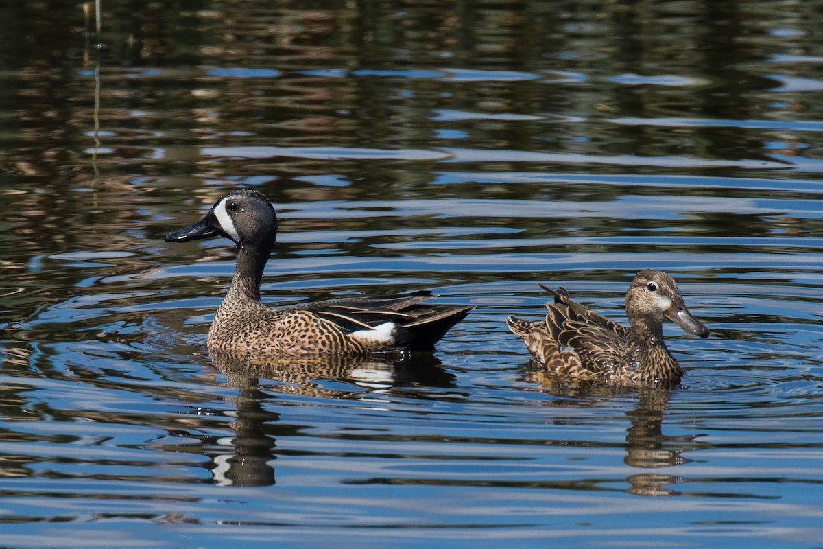 Blue-winged Teal - ML51831841
