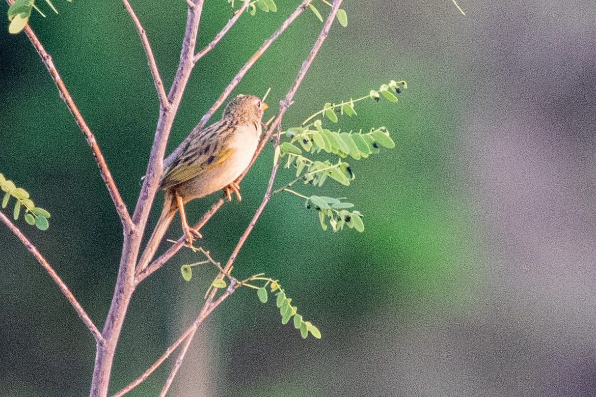 Wedge-tailed Grass-Finch - ML518318451