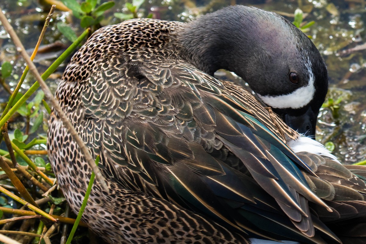 Blue-winged Teal - ML51831851