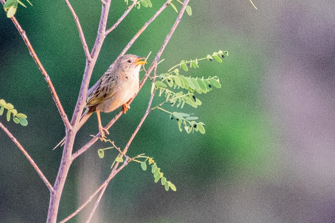 Wedge-tailed Grass-Finch - ML518318721