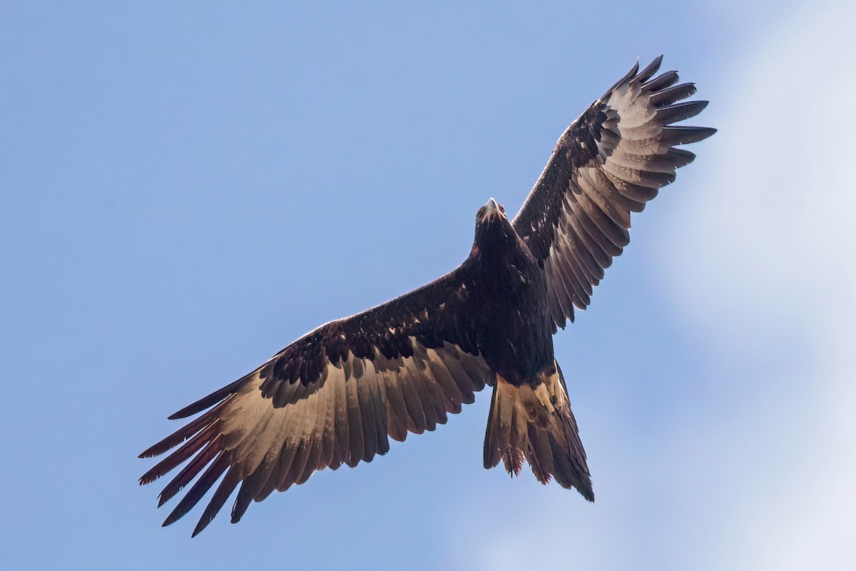 Wedge-tailed Eagle - ML518319391