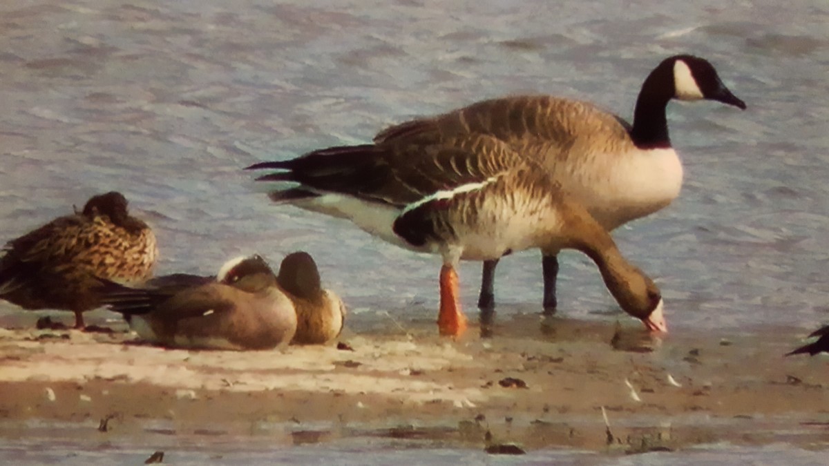 Greater White-fronted Goose - ML51832501