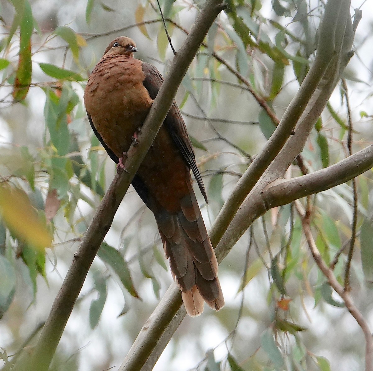 Brown Cuckoo-Dove - ML518325161