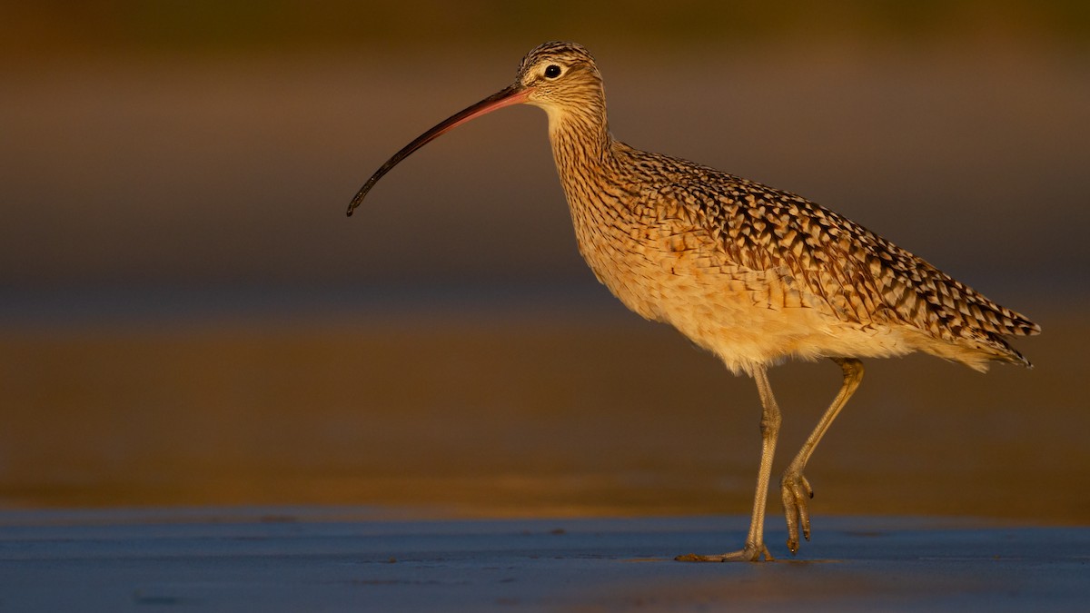 Long-billed Curlew - Sasha Cahill