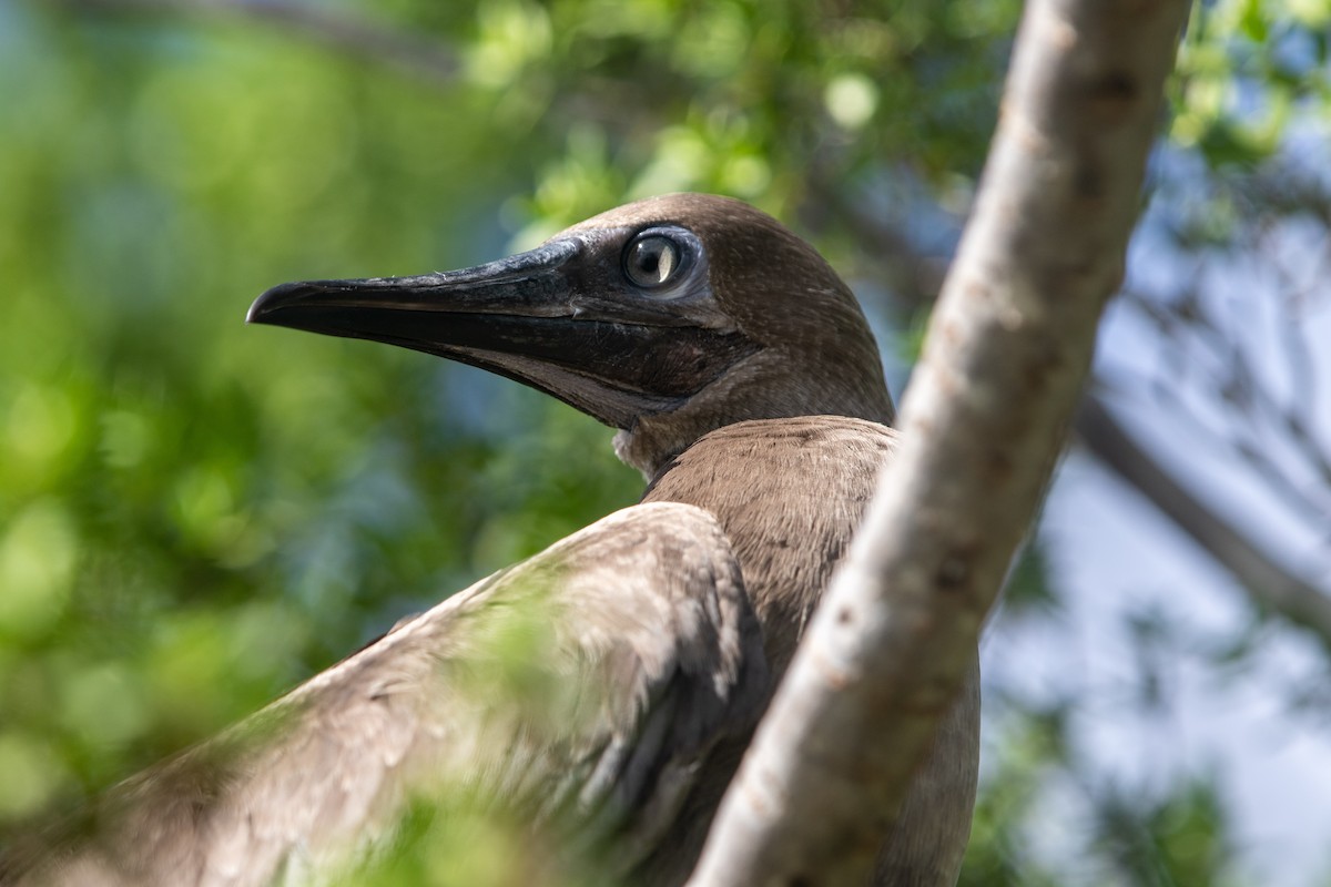 Red-footed Booby - ML518330631