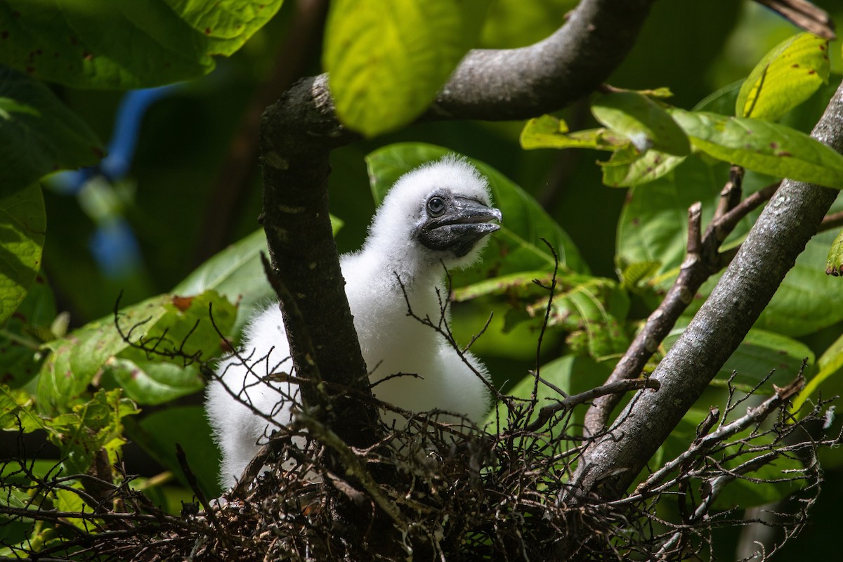 Red-footed Booby - ML518330721