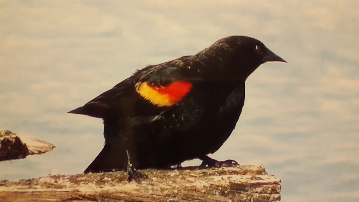 Red-winged Blackbird - Darren Hall