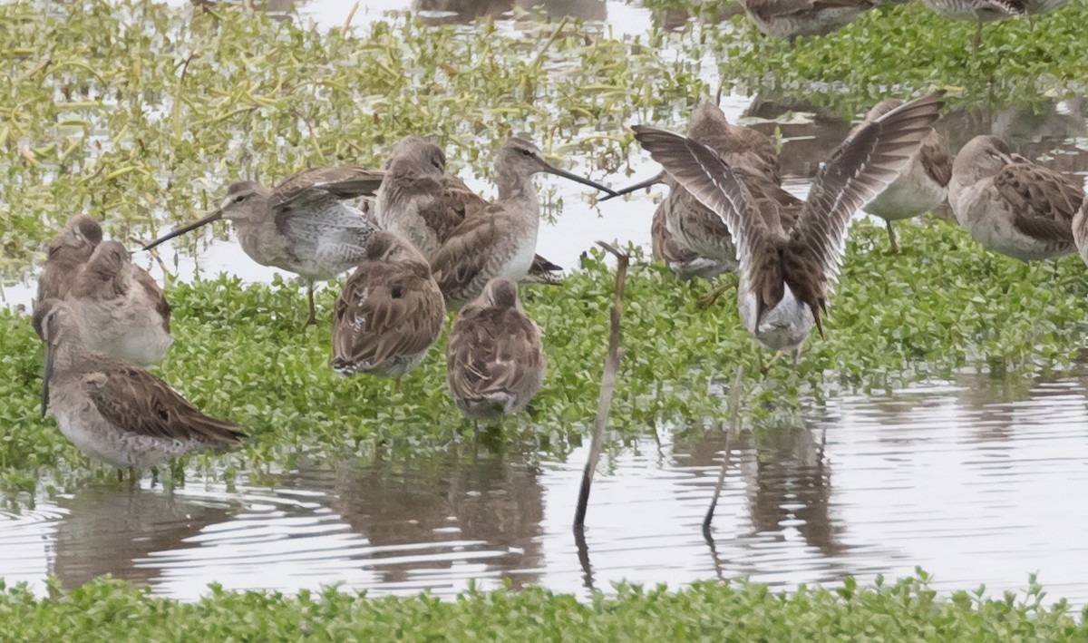 Long-billed Dowitcher - ML51833131