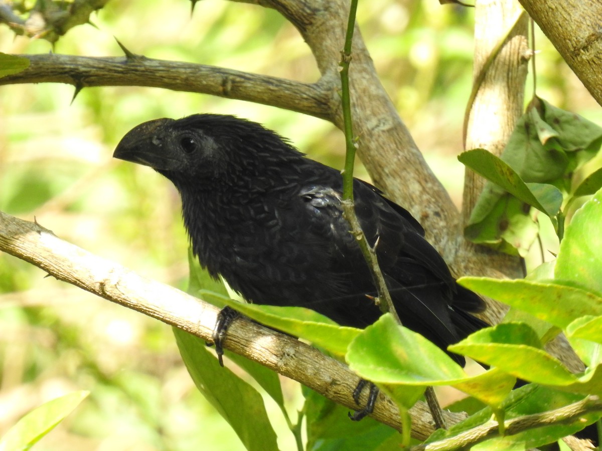 Smooth-billed Ani - Leandro Niebles Puello