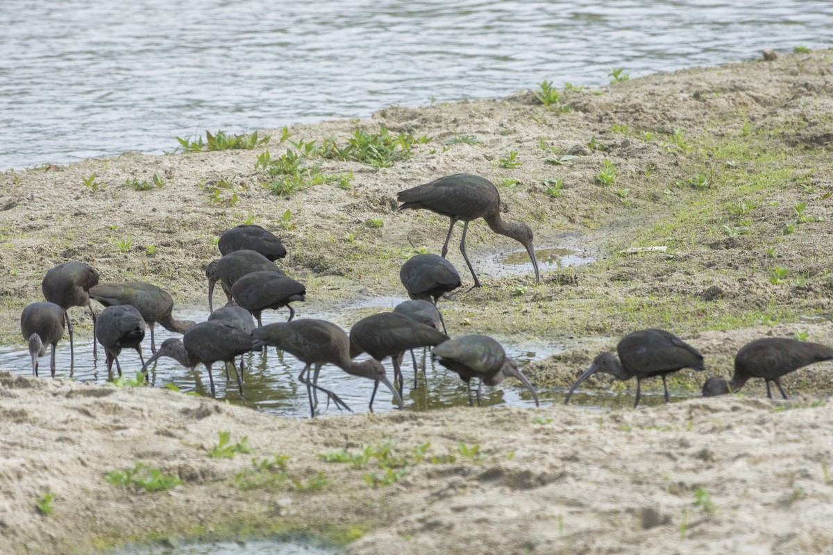 White-faced Ibis - Peter Sproule