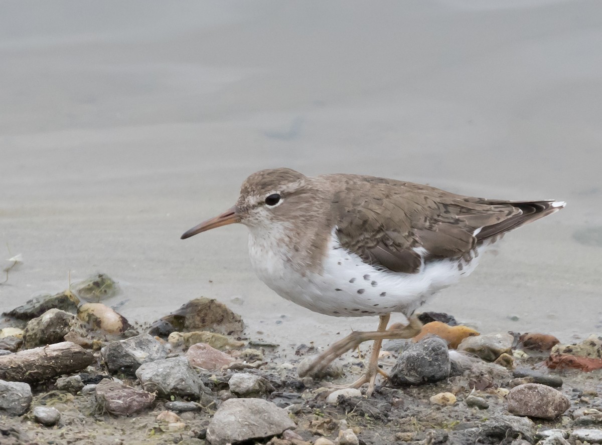 Spotted Sandpiper - Maury Swoveland