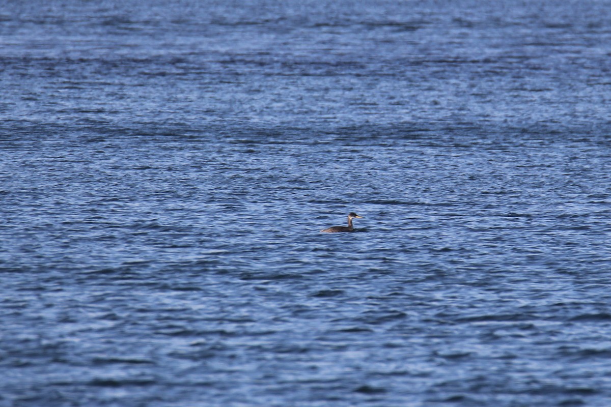 Red-necked Grebe - Mark Brompton