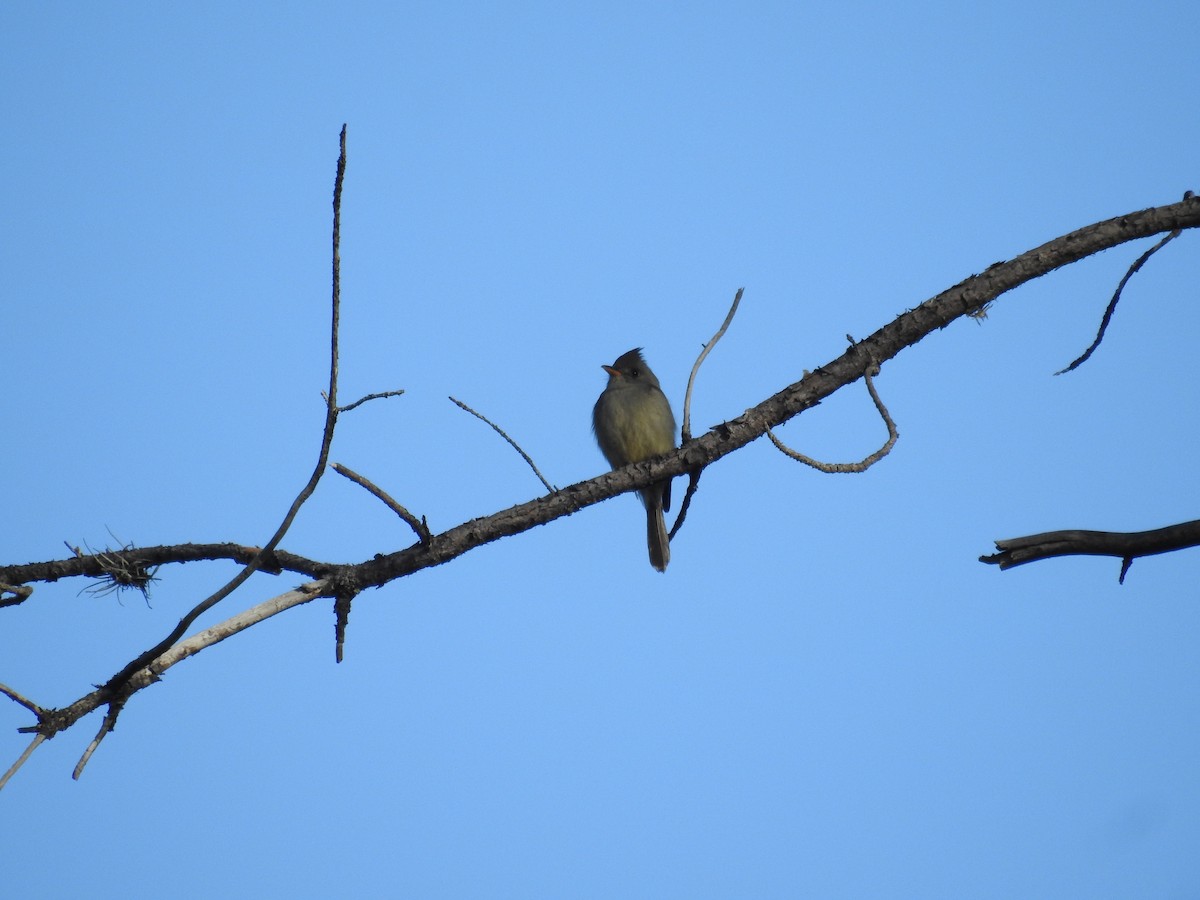 Greater Pewee - ML518336191