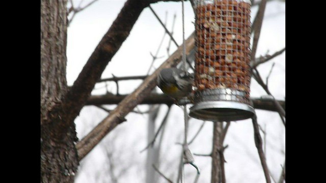 Yellow-throated Warbler - ML518336601