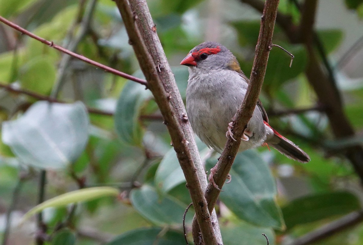 Red-browed Firetail - ML518340851