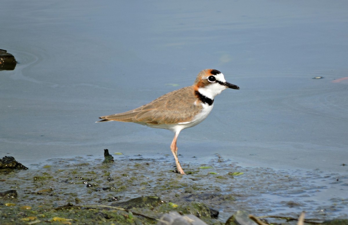 Collared Plover - ML51834421