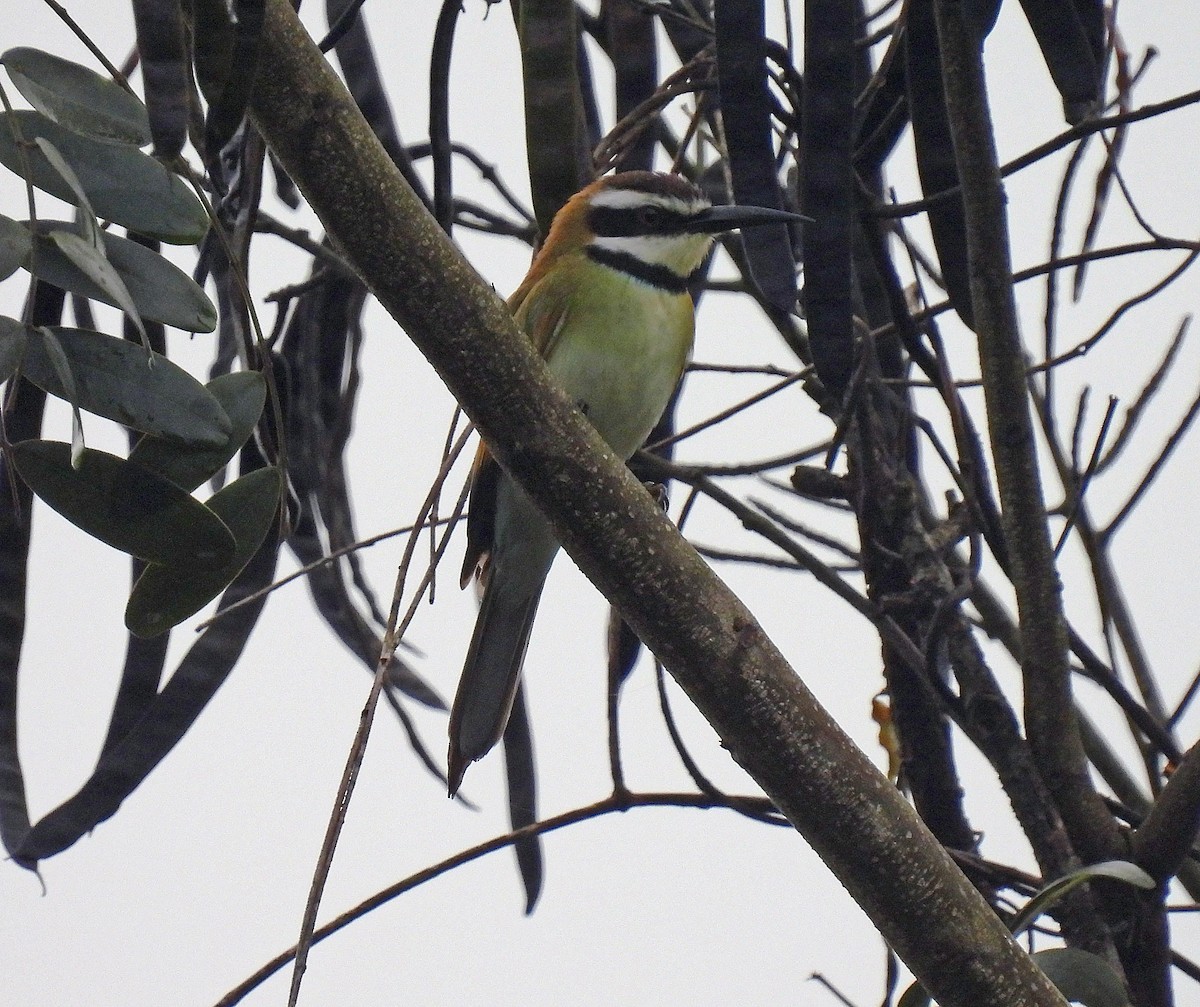 White-throated Bee-eater - ML518344571