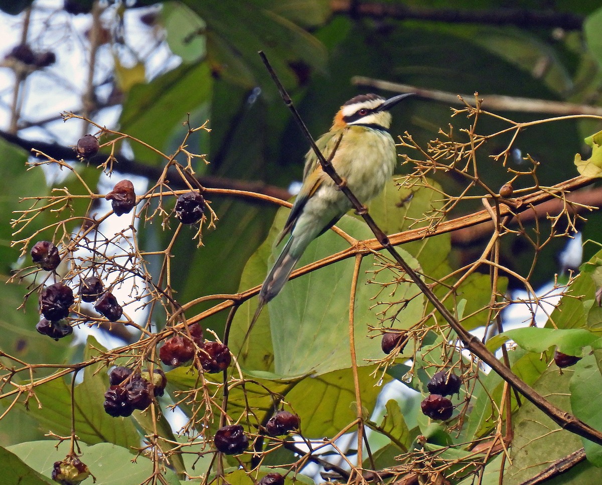 White-throated Bee-eater - ML518344581