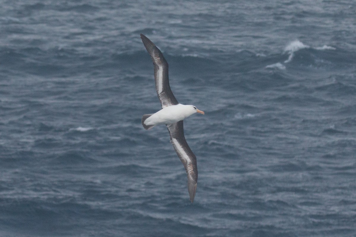 Black-browed Albatross (Campbell) - ML518346471