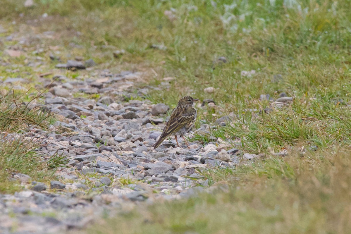 Meadow Pipit - ML518349351